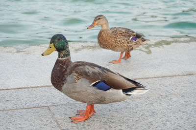 Ducks on a beach