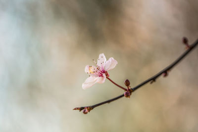 Close-up of cherry blossom blooming on twig