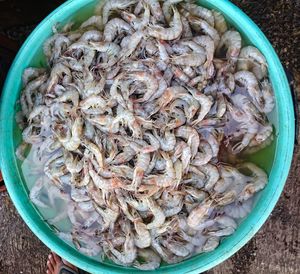 High angle view of fish in bowl