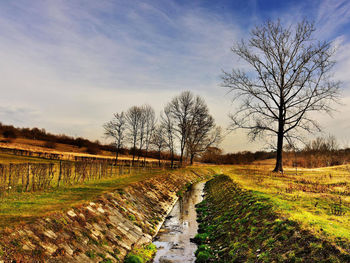 Bare trees on field against sky