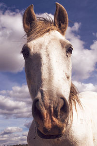 Close-up portrait of a horse against sky
