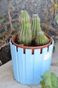 Close-up of potted plant