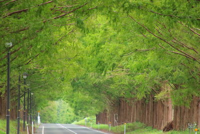 Road amidst trees in forest