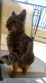 Close-up of cat sitting on window at home