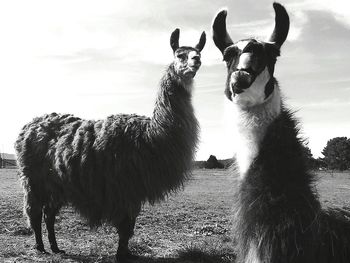 Close-up of tree against sky