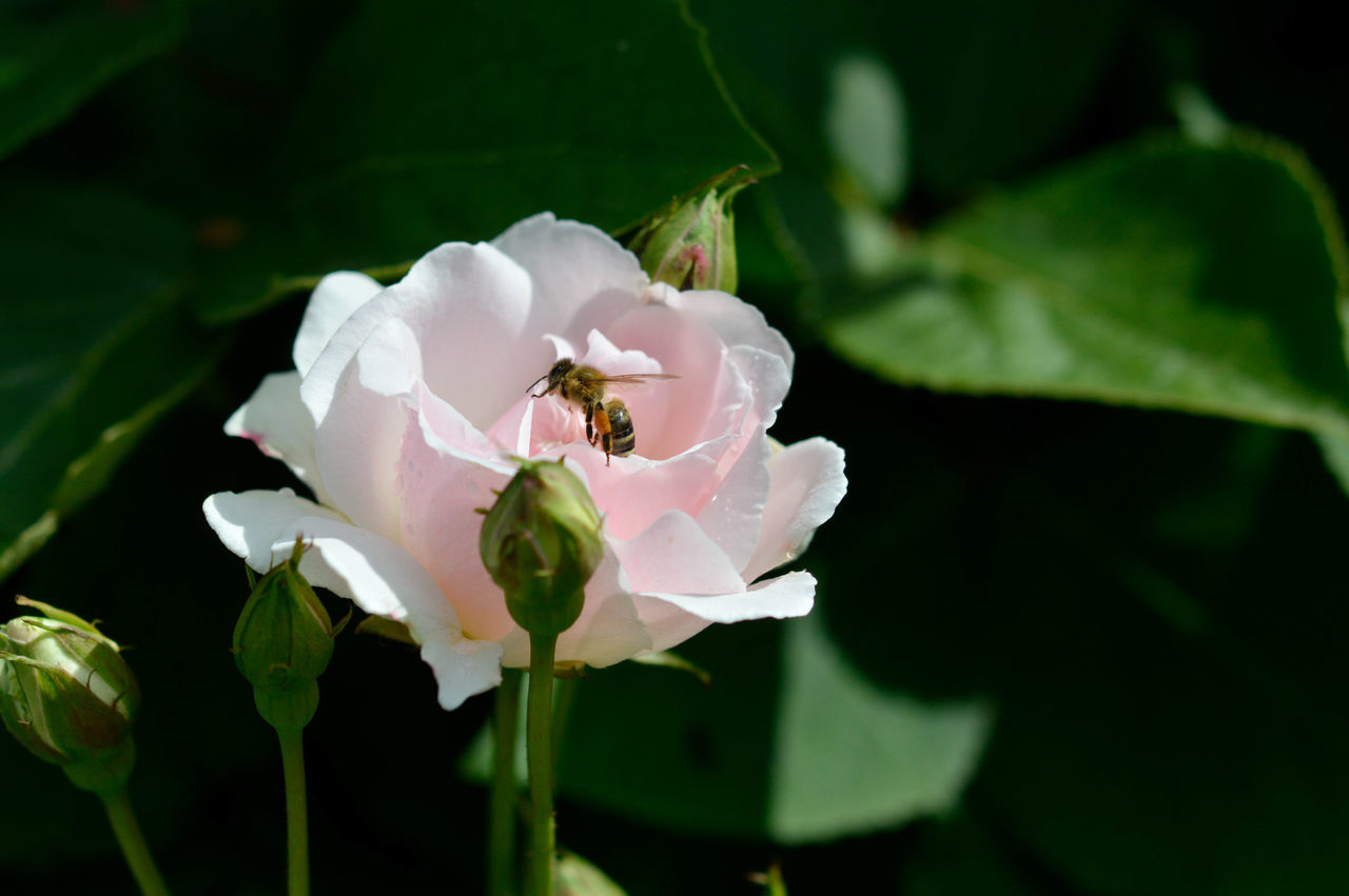 flower, flowering plant, plant, beauty in nature, petal, freshness, close-up, fragility, blossom, flower head, nature, inflorescence, leaf, macro photography, growth, plant part, pink, rose, no people, green, white, focus on foreground, outdoors, springtime, botany, pollen