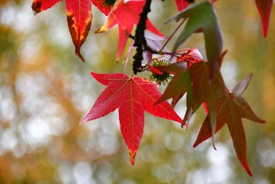 Close-up of maple leaves