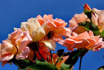 Close-up of flowers blooming against clear sky