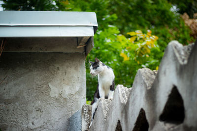 Cat looking away