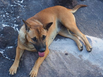 High angle view of dog resting