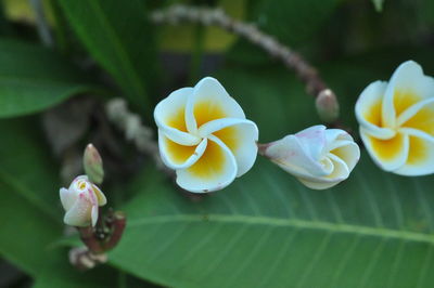 Close-up of white flowering plant