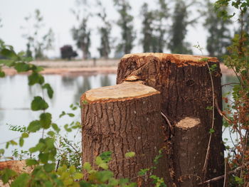 Close-up of tree stump in forest