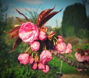 Close-up of pink flowers