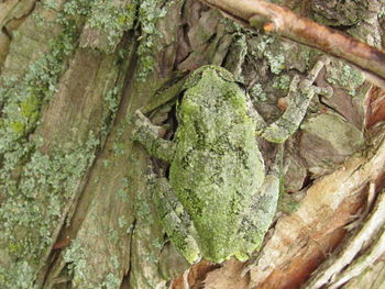 Close-up of tree trunk