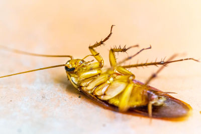 Close-up of insect on table