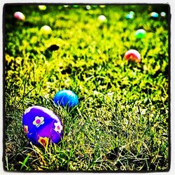 Close-up of purple flowers growing on grassy field