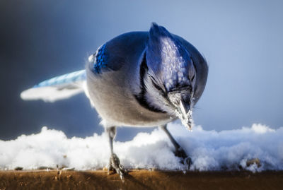 Close-up of bird perching