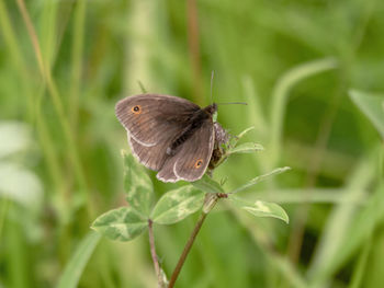 Meadow brown butterfly, maniola jurtina, feeding on clover with wings open