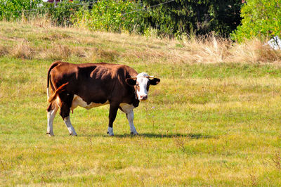 Cows standing in a field