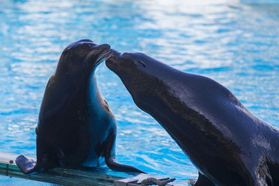 Close-up of sea lion