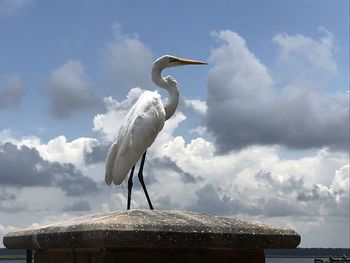 Sea bird at st. marys