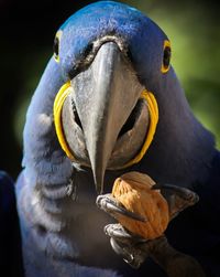 Close-up of a bird