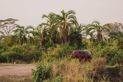 Hippopotamus on a field