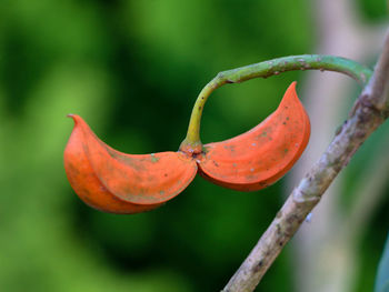 Close-up of red fruit on plant