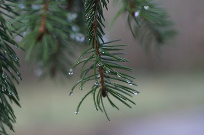 Close-up of raindrops on pine tree