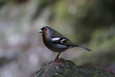 Close-up of bird perching on rock