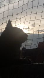 Close-up of dog sitting against sky