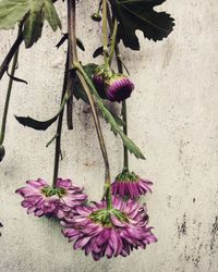 Close-up of fresh purple flowers blooming outdoors