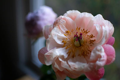 Close-up of cherry blossom