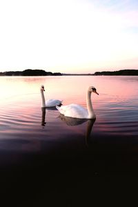 Swan floating on lake against sky during sunset