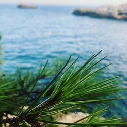 Close-up of grass by sea