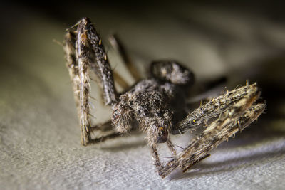 Close-up of dead insect