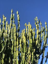 Low angle view of cactus against clear blue sky