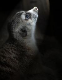 Close-up side view of meerkat looking up