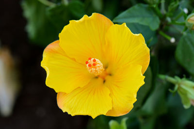 Close-up of yellow flowering plant