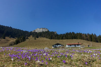 Purple flowering plants on field against clear blue sky