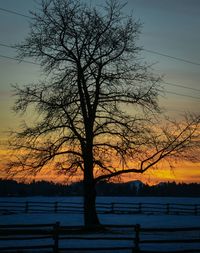 Silhouette of trees in winter at sunset