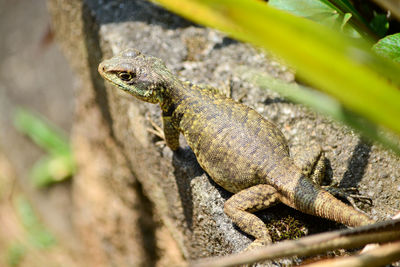 Close-up of lizard on rock