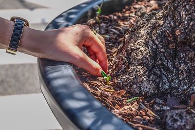 Cropped image of hand picking leaf