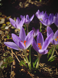 Close-up of purple crocus flowers on field