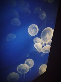 Close-up of jellyfish swimming in water