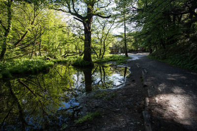 Road amidst trees in forest