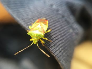 Close-up of insect on leaf