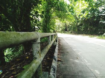 Road by trees