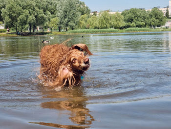 View of dog in lake