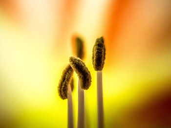 Close up of plant against blurred background